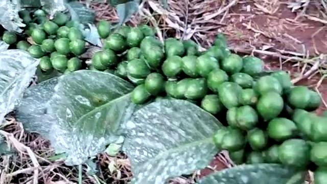 Coffee berry disease: the threat farmers cannot ignore