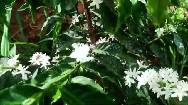 Why foliar feeding with NPK becomes critical in April