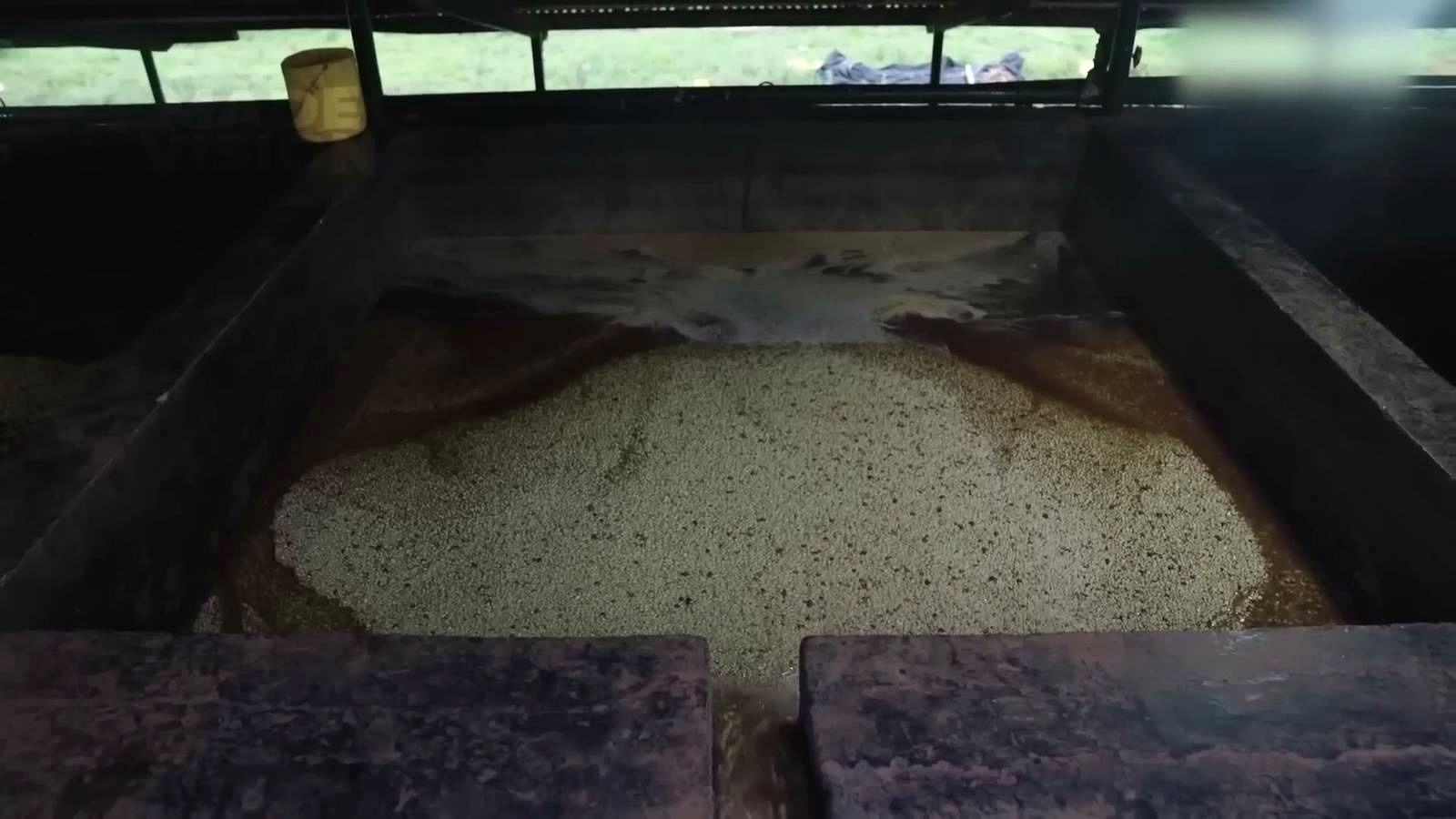 Fermentation, Washing, and Grading