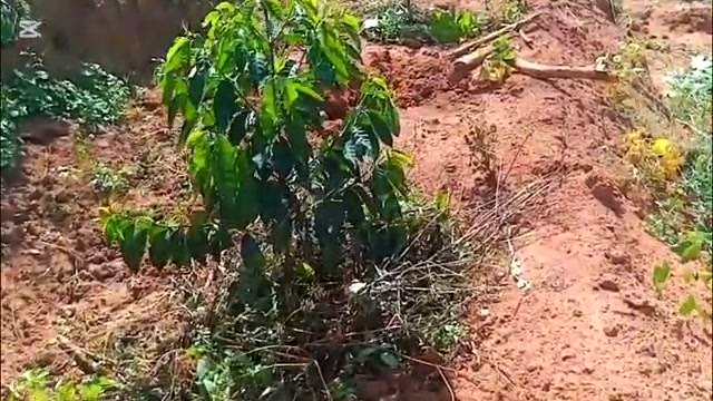 April Can Change Everything for Coffee Farmers